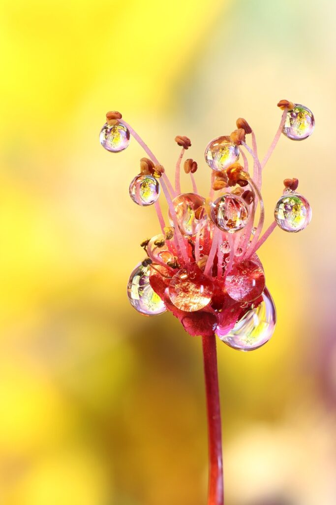 macro, flower, flower wallpaper, waterdrop, wet, dew, blue, flora, spring, flower background, close up, beautiful flowers, nature, blossom, bloom