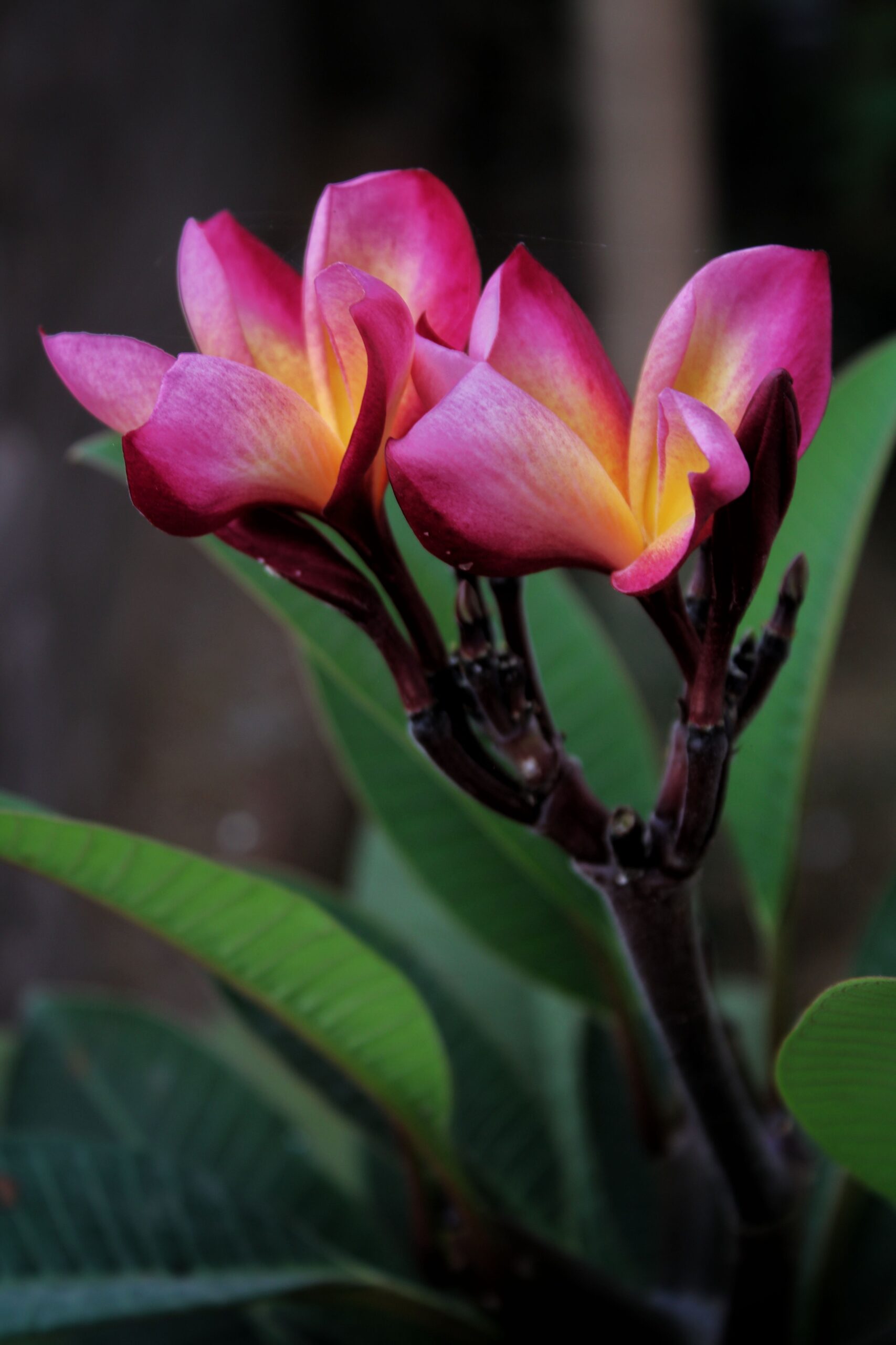 Close-up of vibrant pink plumeria flowers in natural setting, ideal for floral and nature themes.